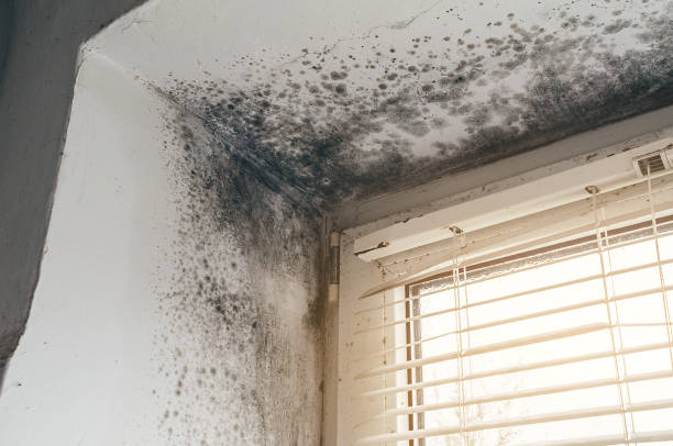 Trusted Basement Mold Remediation service in Merion Station, PA - Cheap Mold Removal